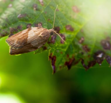 awesome small moth very close up resting on leaf  England  UK