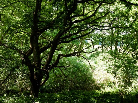 tree canopy leaves bark texture above in forest with light  England  UK