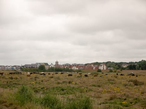 field of resting cows on farm land grass meadow outside overcast  England  UK