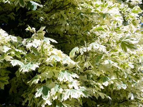 beautiful white and green leaves background texture  England  UK