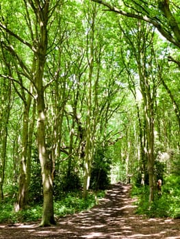 tree canopy leaves bark texture above in forest with light  England  UK