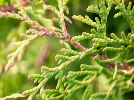 green close up conifer tree leaf texture outside summer  England  UK