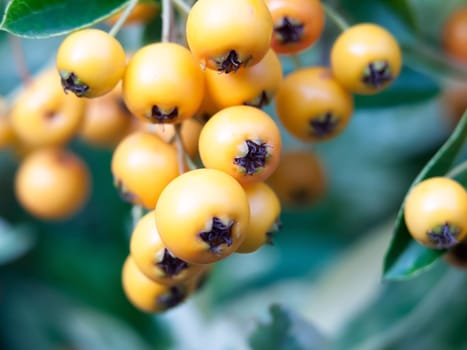 beautiful close up of bunch of orange wild berries  England  UK