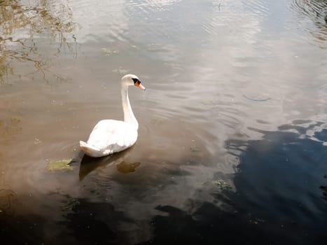 beautiful single white mute swan on lake surface head turned seen from back  England  UK