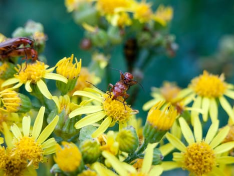 Two soldier beetles on top of each other on yellow flower outside in wild  England  UK