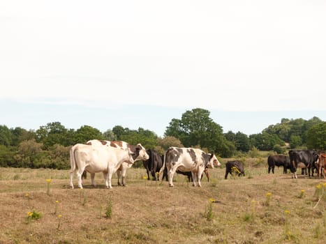 dairy meat farm cows outside grazing on grass in country  England  UK