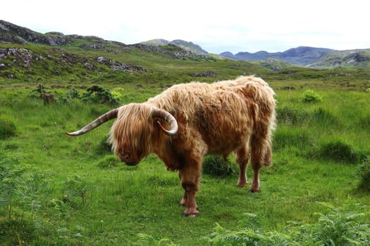 A male Scottish Highland cattle with large horns in Scotland