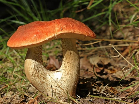 Aspen redcap (Leccinum leucopodium) with double stem