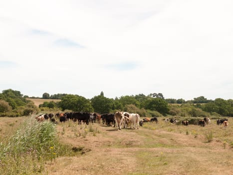 dairy meat farm cows outside grazing on grass in country  England  UK