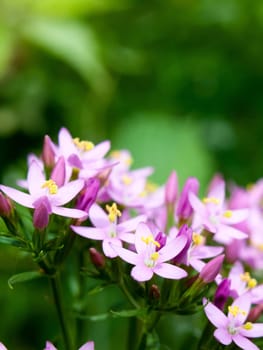 beautiful pink flowers arrangement on floor green background  England  UK