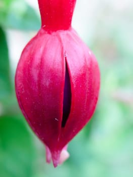 beautiful closed purple single hanging pink fuchsia wild pretty  England  UK