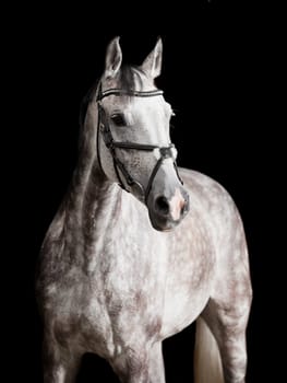 a white horse with briddlye against a black background