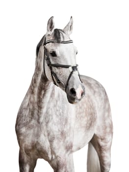 a white horse with briddlye against a white background,exposed