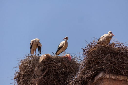 Storks Ciconiidae nest on a roof in Marrakech Morocco breeding pair on large nest against a blue sky