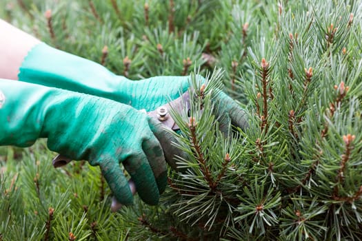 Hands with gloves and a garden scissors when gardening outdoors in summer