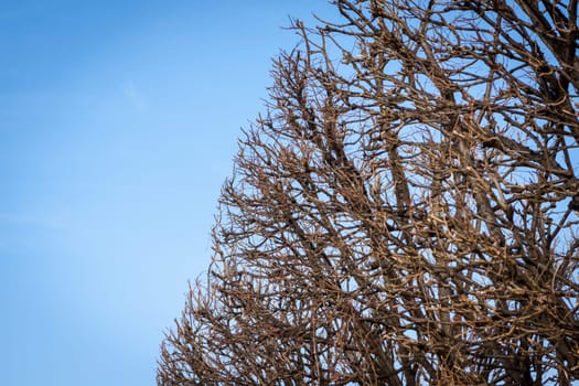 Branches of trees in spring with buds against blue sky
