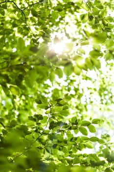 Sun through the green leaves of canopy from a tall deciduous tree outdoors in the forest in nature eco- and environmental concept