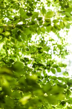 Sun through the green leaves of canopy from a tall deciduous tree outdoors in the forest in nature eco- and environmental concept