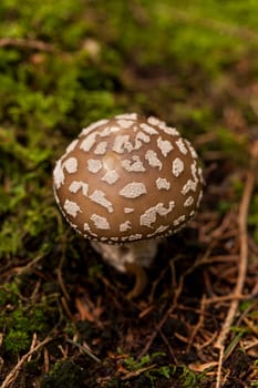 Wild mushroom grows in a forest with its distinctively spotted cap on mossy forest floor as a close-up