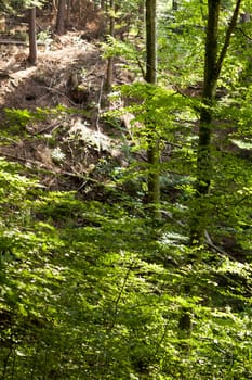 Sun through the green leaves of canopy from a tall deciduous tree outdoors in the forest in nature eco- and environmental concept