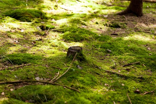 Sun through the green leaves of canopy from a tall deciduous tree outdoors in the forest in nature eco- and environmental concept