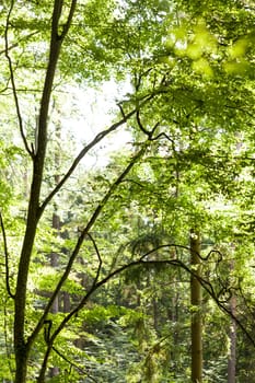 Sun through the green leaves of canopy from a tall deciduous tree outdoors in the forest in nature eco- and environmental concept