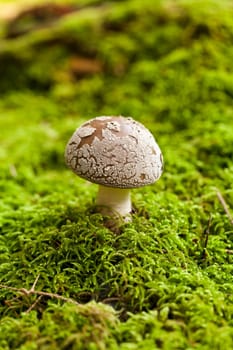 Wild mushroom grows in a forest with its distinctively spotted cap on mossy forest floor as a close-up
