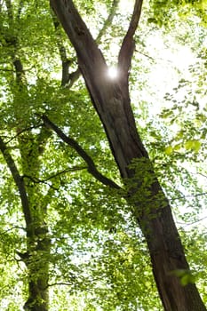 Sun through the green leaves of canopy from a tall deciduous tree outdoors in the forest in nature eco- and environmental concept