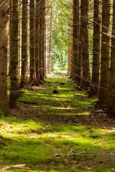 Sun through the green leaves of canopy from a tall deciduous tree outdoors in the forest in nature eco- and environmental concept