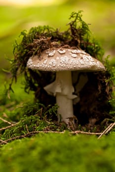 Wild mushroom grows in a forest with its distinctively spotted cap on mossy forest floor as a close-up