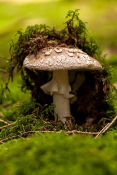 Wild mushroom grows in a forest with its distinctively spotted cap on mossy forest floor as a close-up