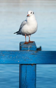 a seagull on a blue post