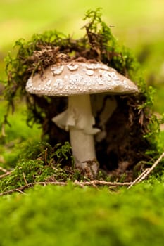 Wild mushroom grows in a forest with its distinctively spotted cap on mossy forest floor as a close-up