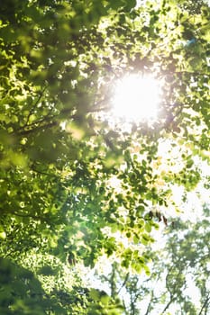 Sun through the green leaves of canopy from a tall deciduous tree outdoors in the forest in nature eco- and environmental concept