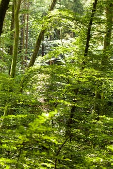 Sun through the green leaves of canopy from a tall deciduous tree outdoors in the forest in nature eco- and environmental concept