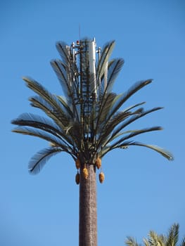 Cellular Phone tower disguised as a  artificial palm tree in Marrakesh