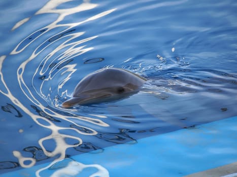 dolphin swiming in the  pool