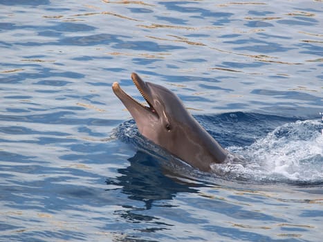 dolphin swiming in the  pool