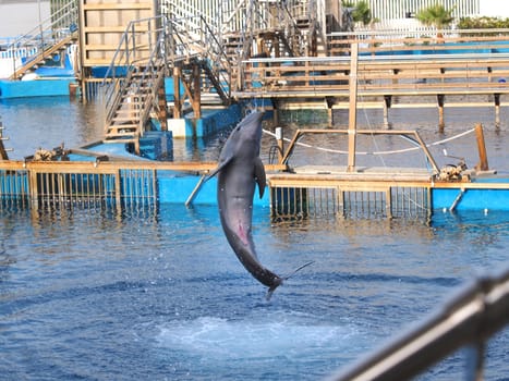 dolphin jumping  in an aquarium