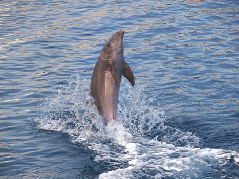dolphin standinh on the tail