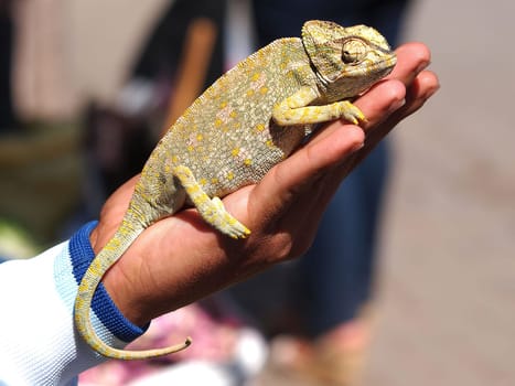cameleon sittinh on the boys hand