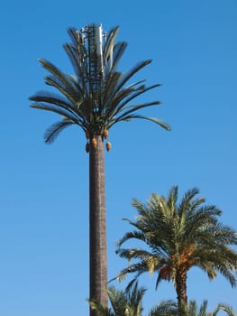 Cellular Phone tower disguised as a  artificial palm tree in Marrakesh