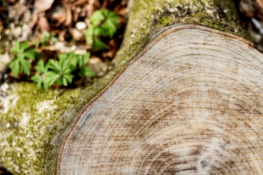 snag from fresh cut tree. with small depth of field
