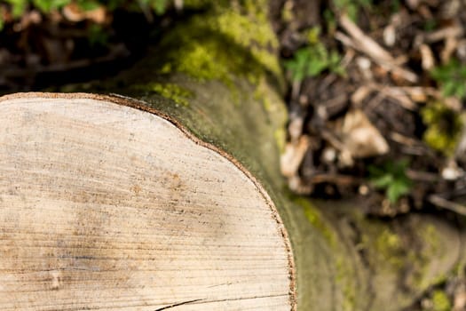 snag from fresh cut tree. with small depth of field