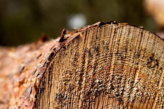 part of cutted firewood with blured background. horizontal image