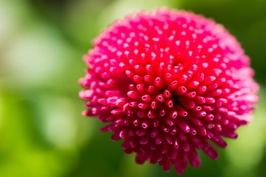 Macro photo about a pink flower on green background.