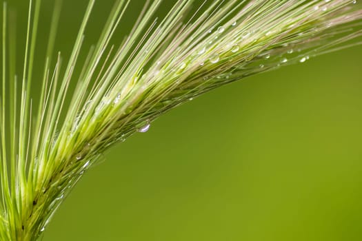 Plant with water drops is on green background.