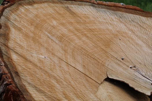 Oak section showing rings and layer of bark