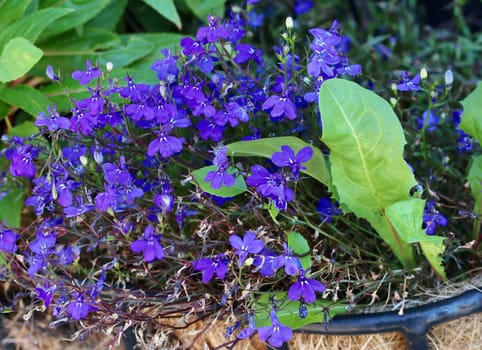 Closeup of purples flowers in a planter