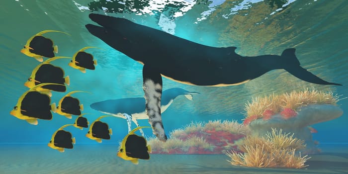 A school of Pennant fish swim by two Humpback whales near a coral reef.